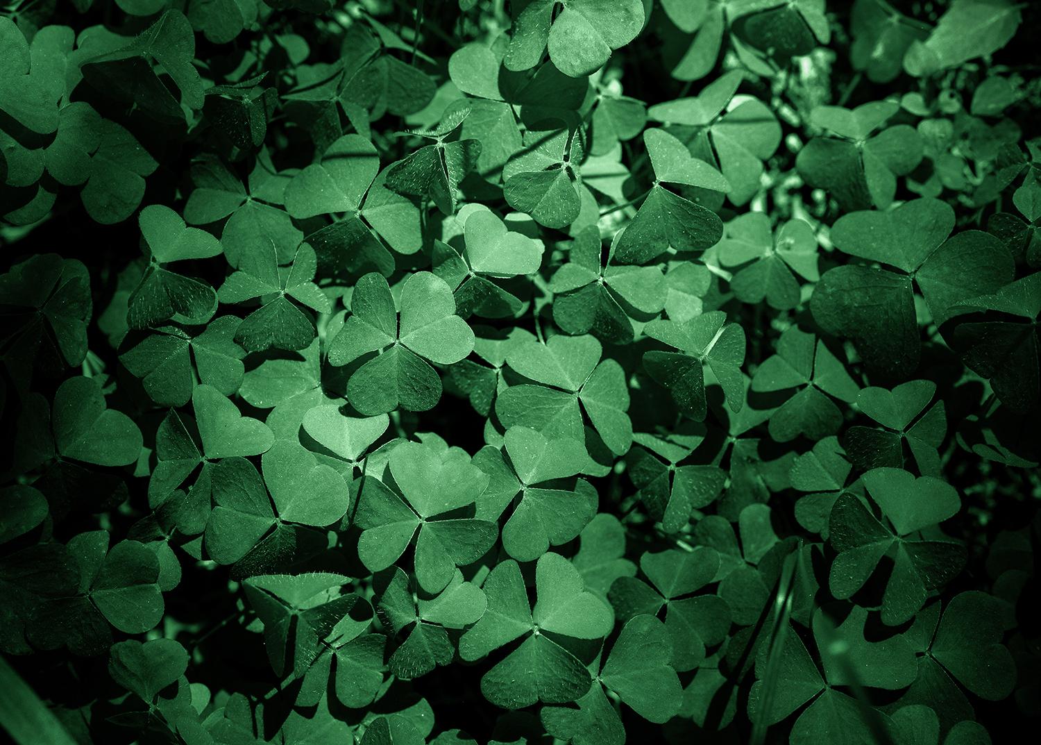 Símbolos da Irlanda: Shamrock faz parte da vida do país